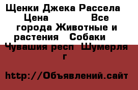 Щенки Джека Рассела › Цена ­ 10 000 - Все города Животные и растения » Собаки   . Чувашия респ.,Шумерля г.